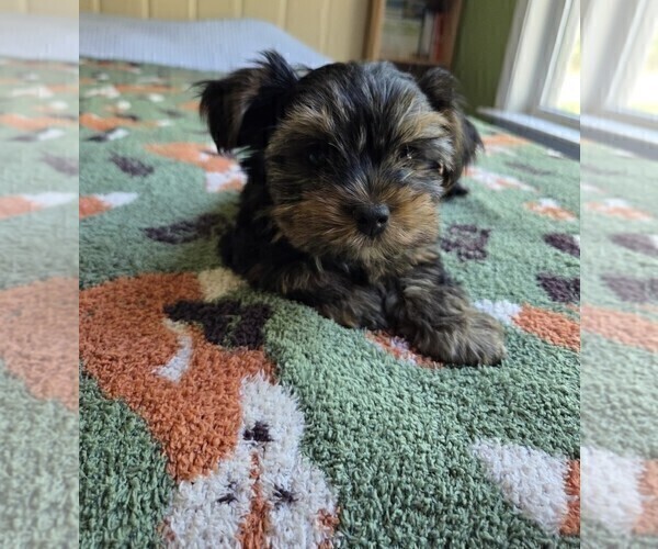 Medium Photo #26 Yorkshire Terrier Puppy For Sale in RHOADESVILLE, VA, USA