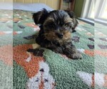 Small Photo #26 Yorkshire Terrier Puppy For Sale in RHOADESVILLE, VA, USA