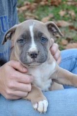 American Pit Bull Terrier Puppy for sale in ARMUCHEE, GA, USA