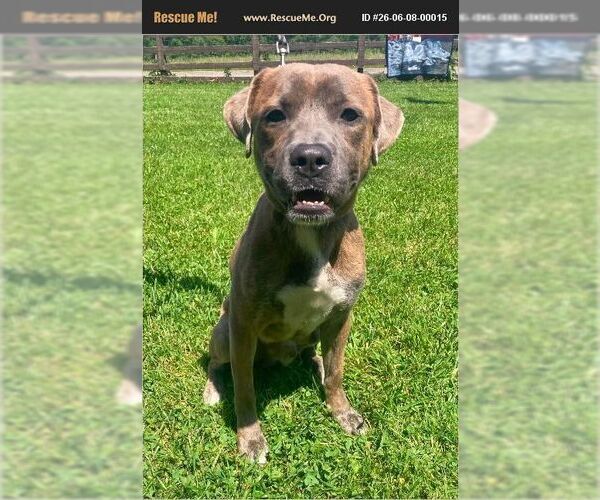 Medium Photo #1 American Staffordshire Terrier Puppy For Sale in Benton, PA, USA