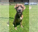 Small American Staffordshire Terrier