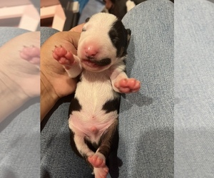 Bull Terrier Puppy for sale in WAYLAND, MI, USA
