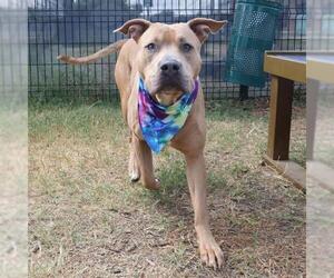 American Staffordshire Terrier-Unknown Mix Dogs for adoption in San Antonio, TX, USA