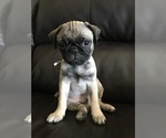 Small Photo #4 Pug Puppy For Sale in ALBUQUERQUE, NM, USA