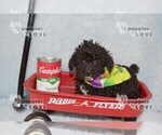Small #8 Poodle (Toy)