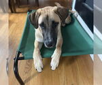 Small #1 Mountain Cur Mix