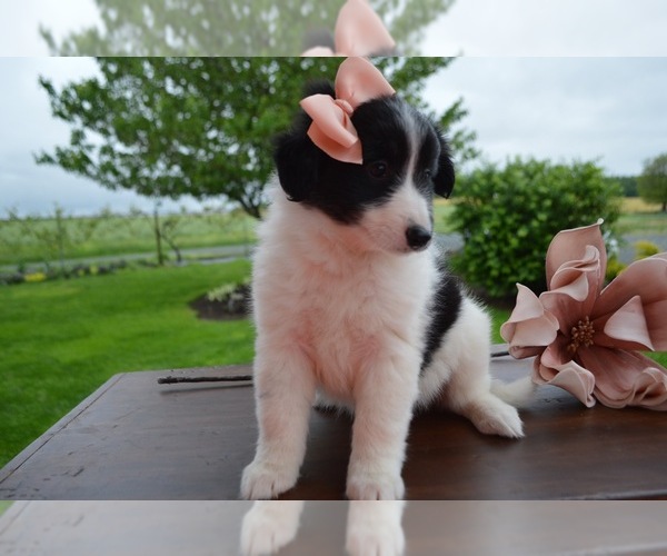 Medium Photo #1 English Shepherd Puppy For Sale in HONEY BROOK, PA, USA