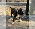 Small #6 American Bulldog