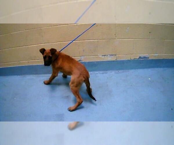 Medium Photo #1 German Shepherd Dog-Unknown Mix Puppy For Sale in Tulsa, OK, USA