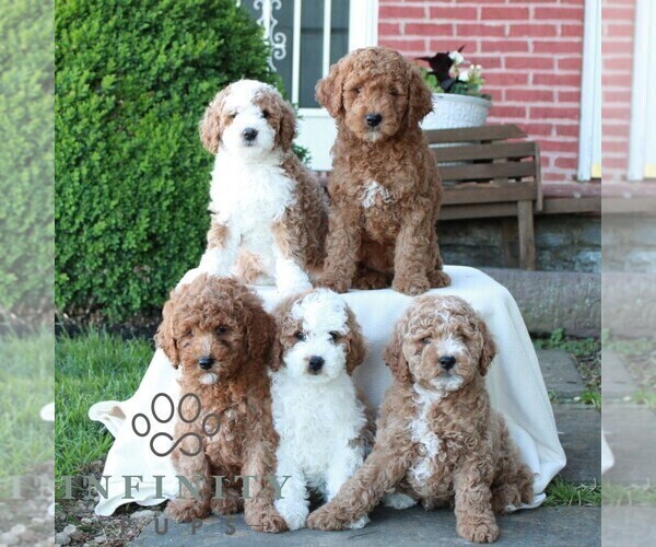 Medium Photo #2 Goldendoodle (Miniature) Puppy For Sale in LITITZ, PA, USA