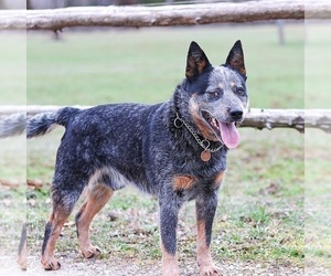 Father of the Australian Cattle Dog puppies born on 04/09/2023