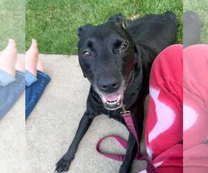 Mutt Dogs for adoption in Waterloo, IA, USA