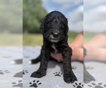 Small Photo #4 Goldendoodle Puppy For Sale in HOWARD CITY, MI, USA