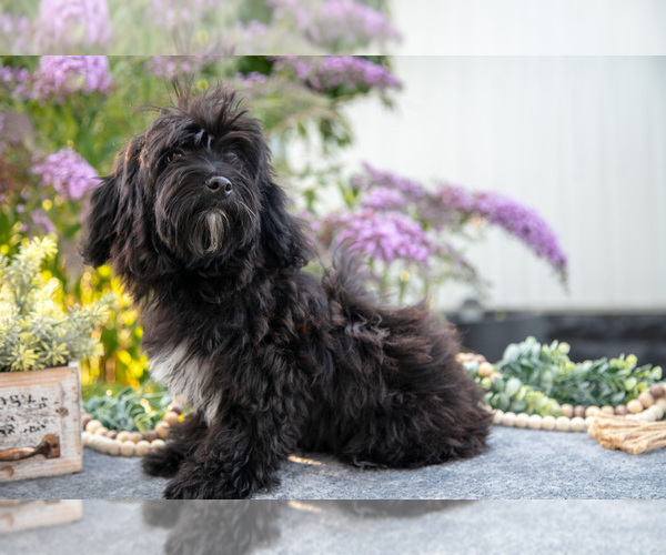 Medium Photo #3 Poovanese Puppy For Sale in CAPAC, MI, USA