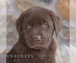 Image preview for Ad Listing. Nickname: Rex