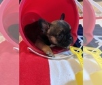 Small Photo #12 French Bulldog Puppy For Sale in AVON PARK, FL, USA