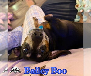 Bailey Boo - Female Dachshund Dog for Adoption - Photo #5