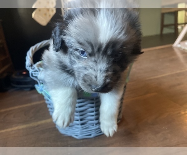 Medium Photo #3 Australian Shepherd Puppy For Sale in YADKINVILLE, NC, USA