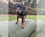 Puppy Puppy 2 Doberman Pinscher