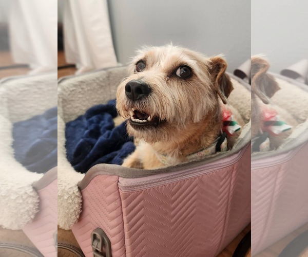 Medium Photo #1 Mutt Puppy For Sale in San Bernardino , CA, USA