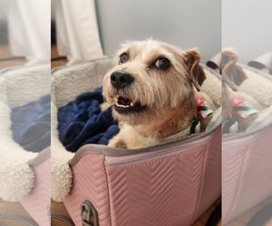 Mutt Dogs for adoption in San Bernardino , CA, USA