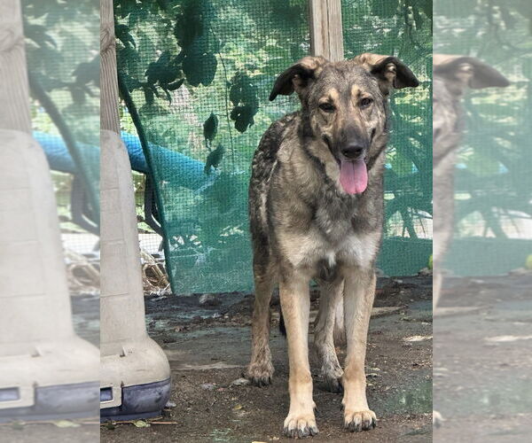 Medium Photo #3 German Shepherd Dog-Unknown Mix Puppy For Sale in Dana Point, CA, USA