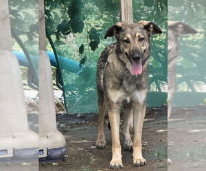 Frank - Male German Shepherd Dog-Unknown Mix Dog for Adoption - Photo #3