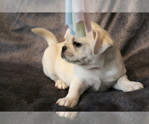Pug Puppy for sale in Abilene, KS, USA