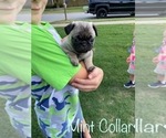 Small Photo #5 Pug Puppy For Sale in SUMTER, SC, USA
