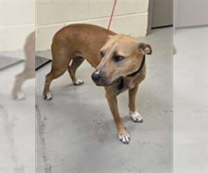 Mutt Dogs for adoption in Sanford, FL, USA