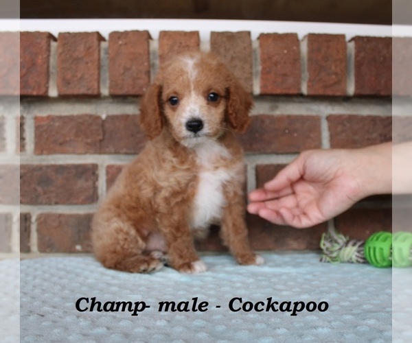 Medium Photo #1 Cockapoo (Miniature) Puppy For Sale in CLARKRANGE, TN, USA