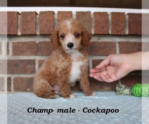 Cockapoo (Miniature) Puppy for sale in CLARKRANGE, TN, USA