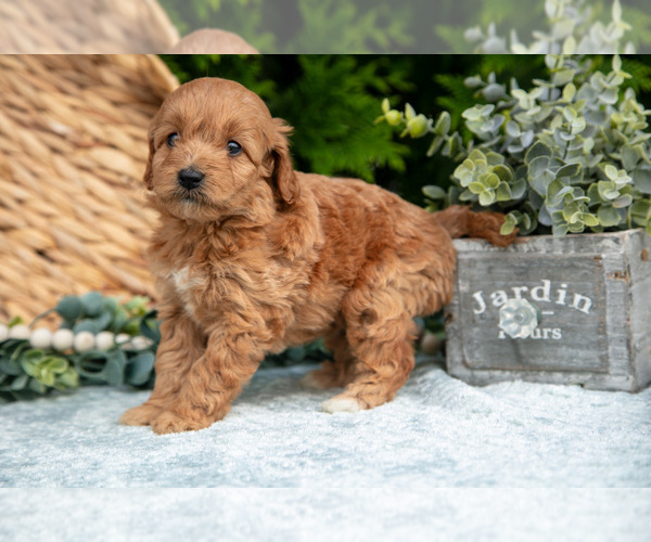 Medium Photo #10 Cavapoo Puppy For Sale in KIRKWOOD, PA, USA