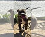 Small #1 Mutt
