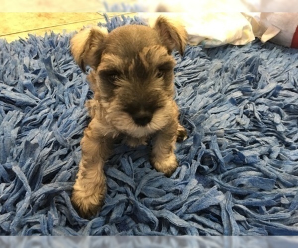 Medium Photo #2 Schnauzer (Miniature) Puppy For Sale in VALRICO, FL, USA