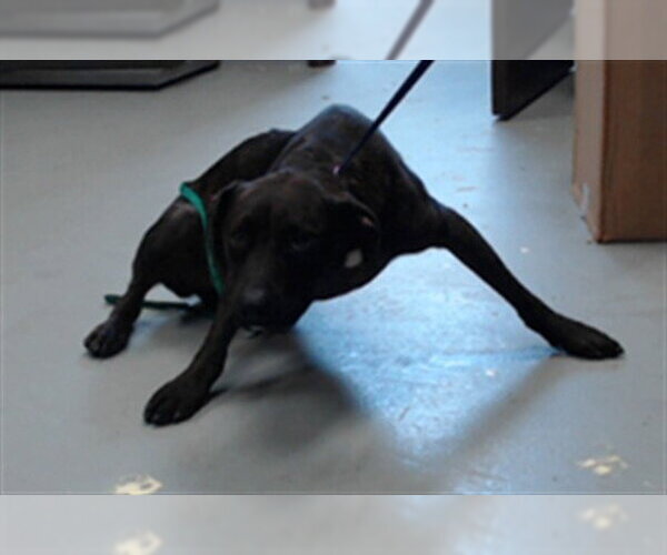 Medium Photo #1 Plott Hound-Unknown Mix Puppy For Sale in Fayetteville, NC, USA