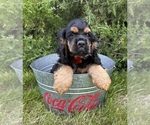 Small #3 Cocker Spaniel