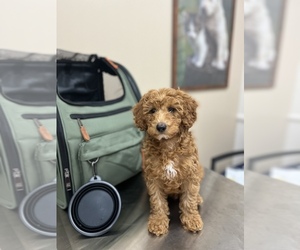 Goldendoodle (Miniature) Puppy for sale in COVINA, CA, USA