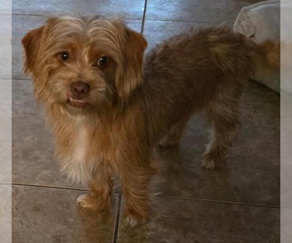 Medium Photo #1 Mutt Puppy For Sale in San Antonio, TX, USA