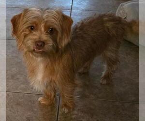 Mutt Dogs for adoption in San Antonio, TX, USA