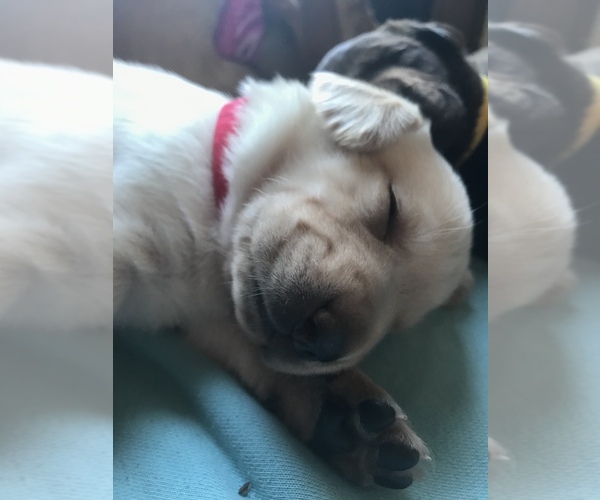 Medium Photo #2 Labrador Retriever Puppy For Sale in DUBUQUE, IA, USA