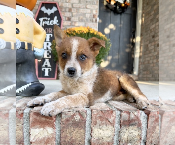 Medium Photo #1 Australian Cattle Dog Puppy For Sale in GREENFIELD, IN, USA