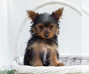 Yorkshire Terrier Puppy for sale in REINHOLDS, PA, USA