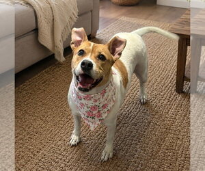 Layla - Female Mutt Dog for Adoption - Photo #4