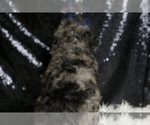 Small Photo #25 Poodle (Miniature) Puppy For Sale in WARSAW, IN, USA