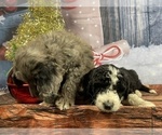 Small Photo #12 Aussiedoodle Puppy For Sale in COMMERCE, MI, USA