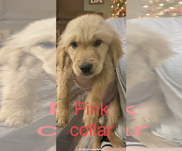 Medium Photo #3 Golden Retriever Puppy For Sale in BLOOMBURG, TX, USA