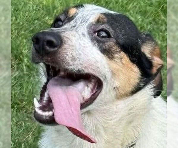 Medium Photo #1 Mutt Puppy For Sale in Canton, CT, USA