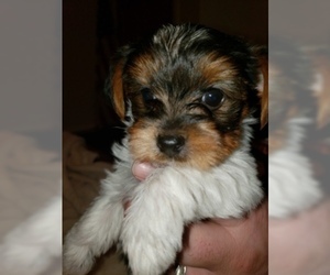 Yorkshire Terrier Puppy for sale in SANDY, OR, USA