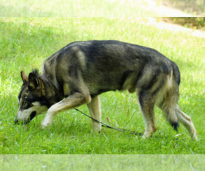 Father of the Wolf Hybrid puppies born on 03/31/2021